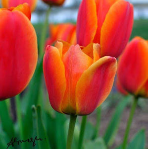 Meet your Posher, Abuagla